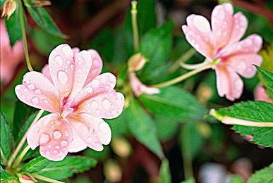 《另一个肉鸽农场》今日正式上线Steam，首发特惠23.4元！无需多言，快来种田！